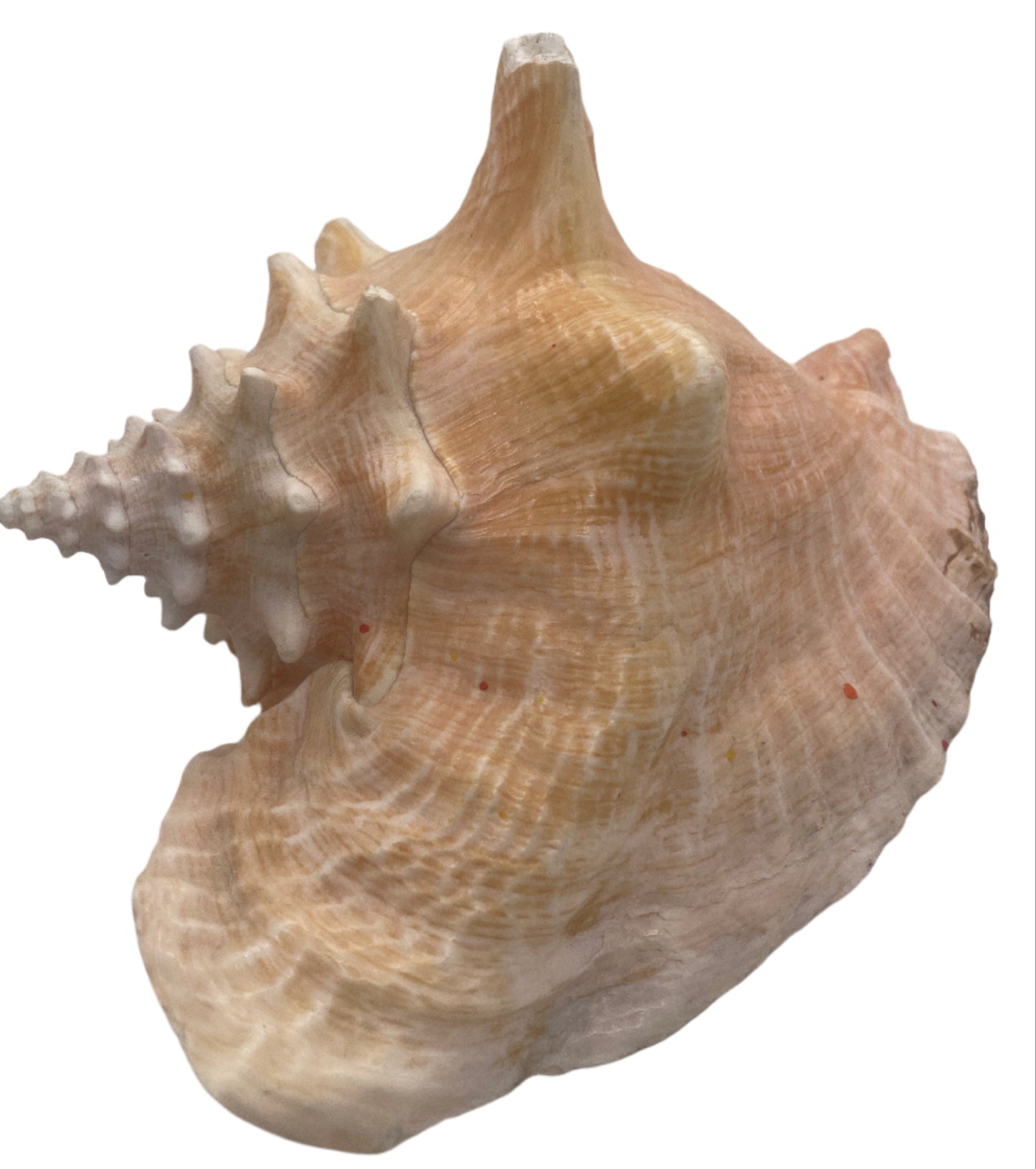 Large Conch Shell 6" opening